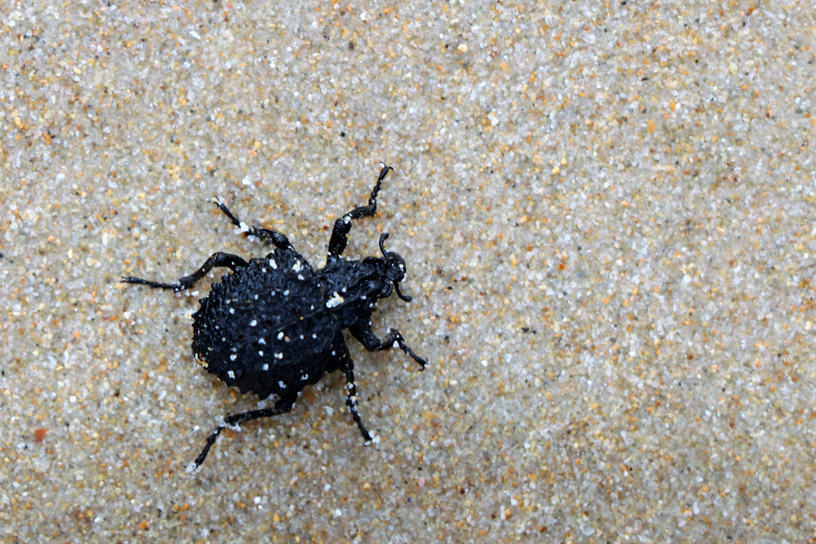 Der Knoblauchkäfer (Brachycerus repertus)