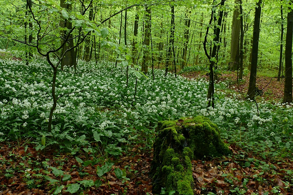 Der Knoblauchwald