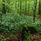 Der Knoblauchwald