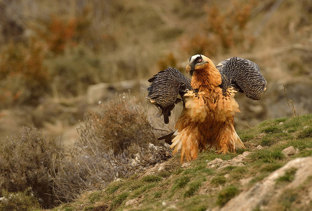 Der Knochenbrecher Foto & Bild tiere, wildlife, wildlife luder