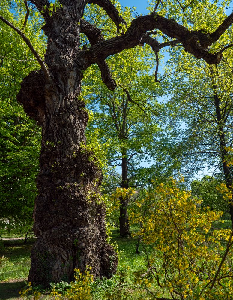 der knorrige Foto & Bild abstraktes, pflanzen, pilze & flechten