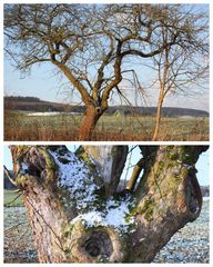 -Der knorrige Apfelbaum-