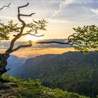 Der knorrige Baum am Creux du Van bei Sonnenaufgang, Jura, Schweiz