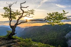 Der knorrige Baum am Creux du Van bei Sonnenaufgang, Jura, Schweiz