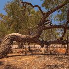 der knorrige Baum