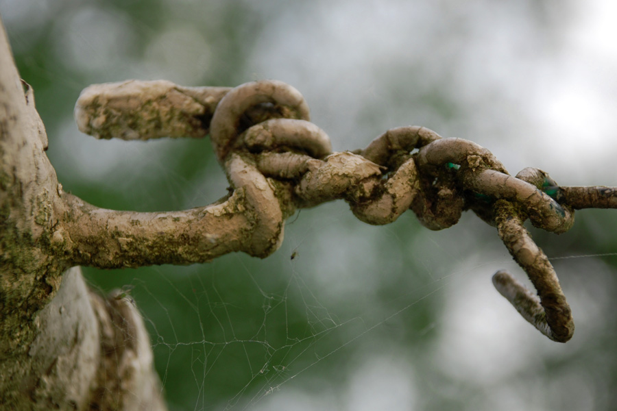 der Knoten