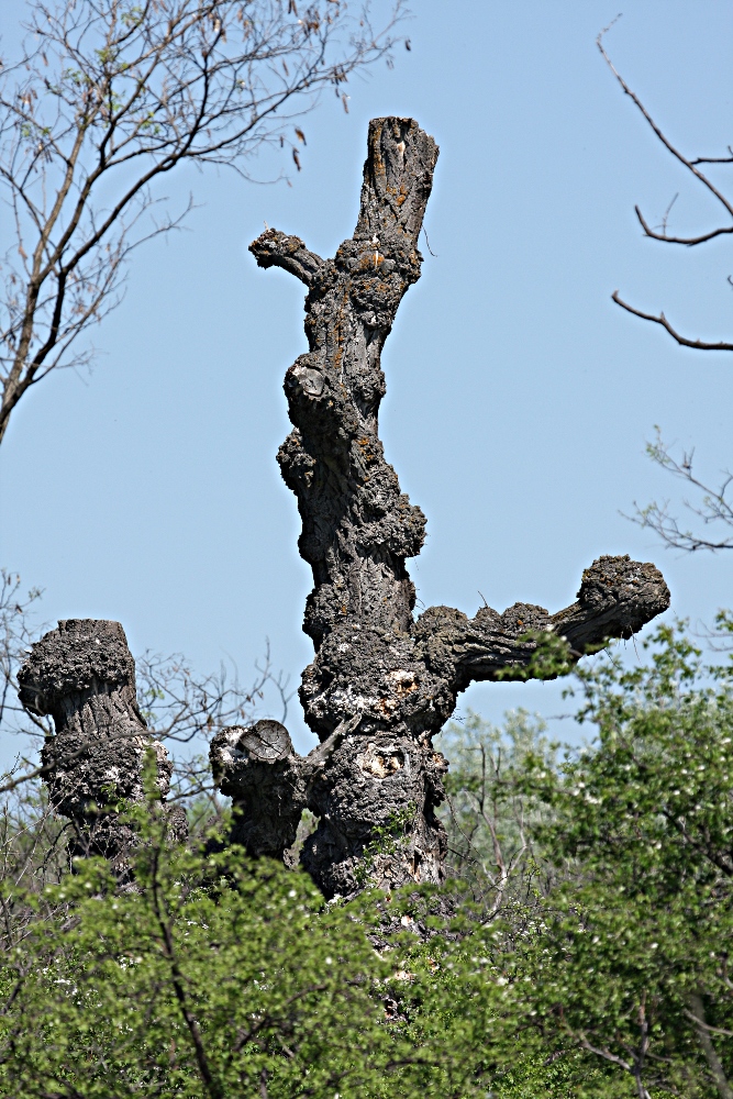 Der Knotenbaum