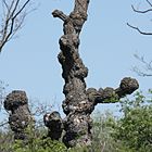 Der Knotenbaum