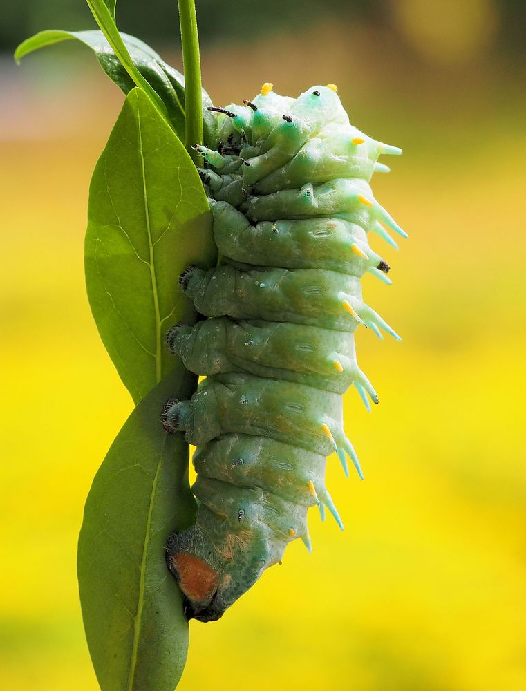 Der Knubbel Foto & Bild fotos, makro, natur Bilder auf
