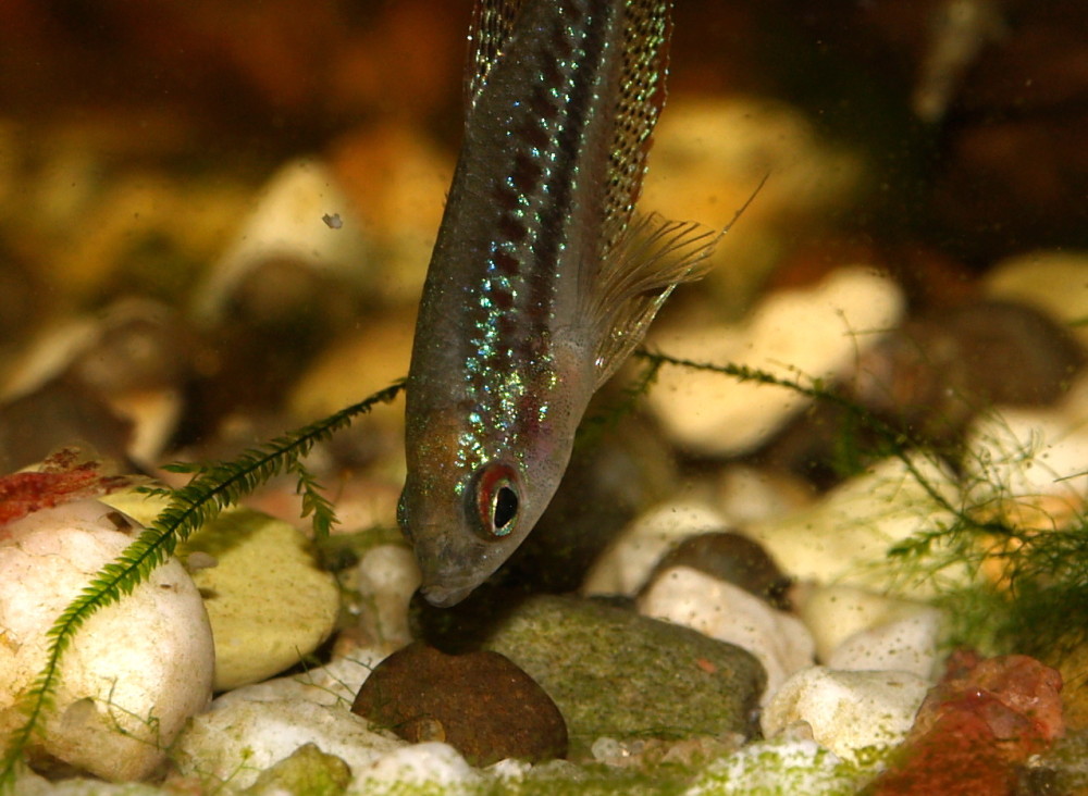 Der Knurrende Zwerggurami (Trichopsis pumila)