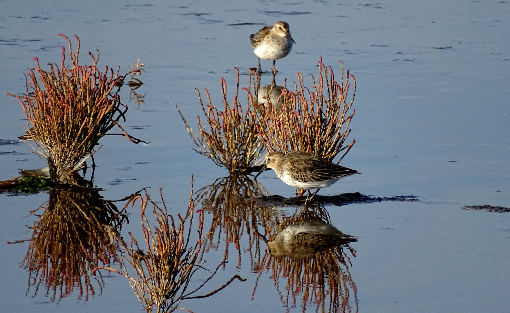 Der "Knutt" (Calidris canutus) im Ruhekleid... 