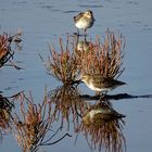 Der "Knutt" (Calidris canutus) im Ruhekleid... 