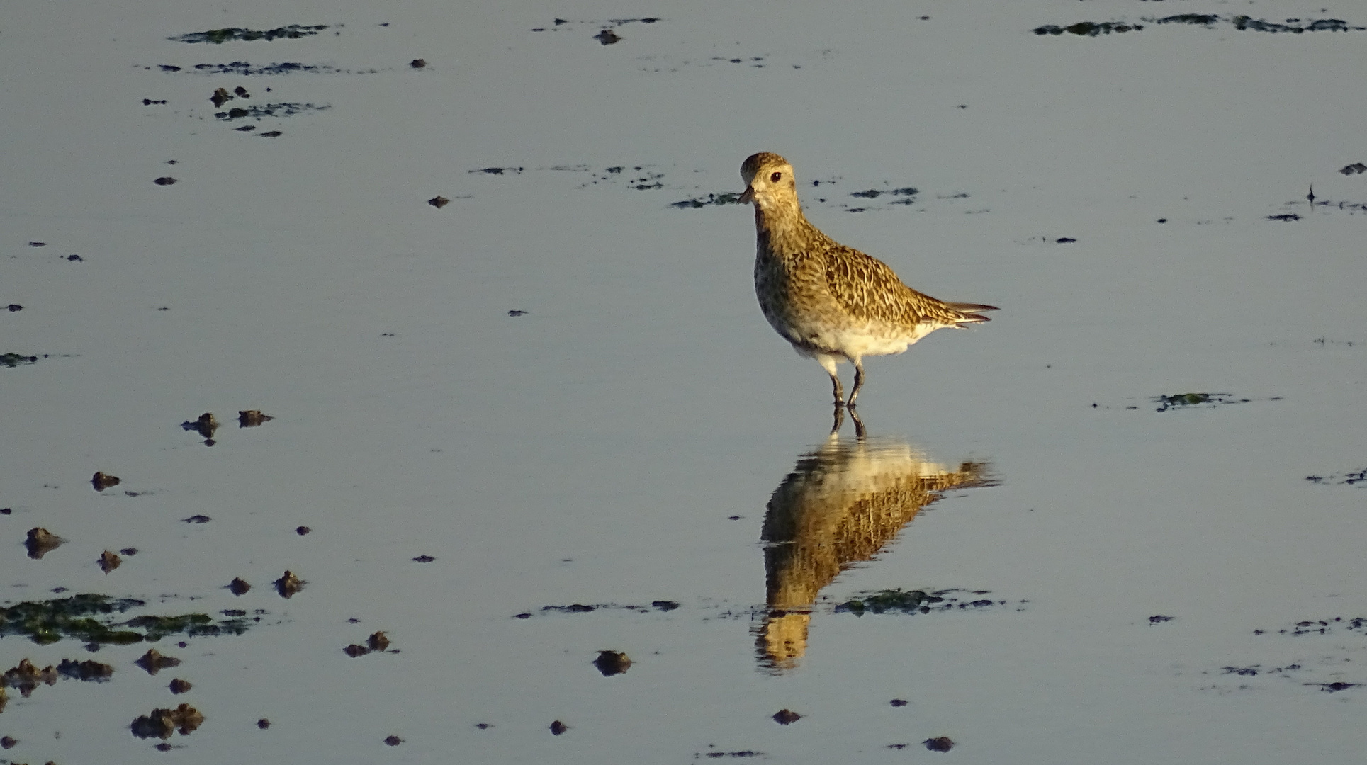 der Knutt (Calidris canutus) - Jungvogel... 