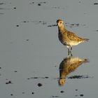 der Knutt (Calidris canutus) - Jungvogel... 