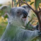 Der Koala