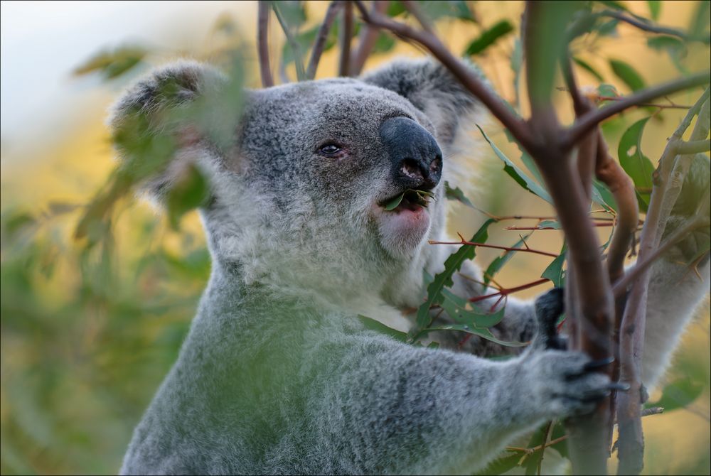 Der Koala