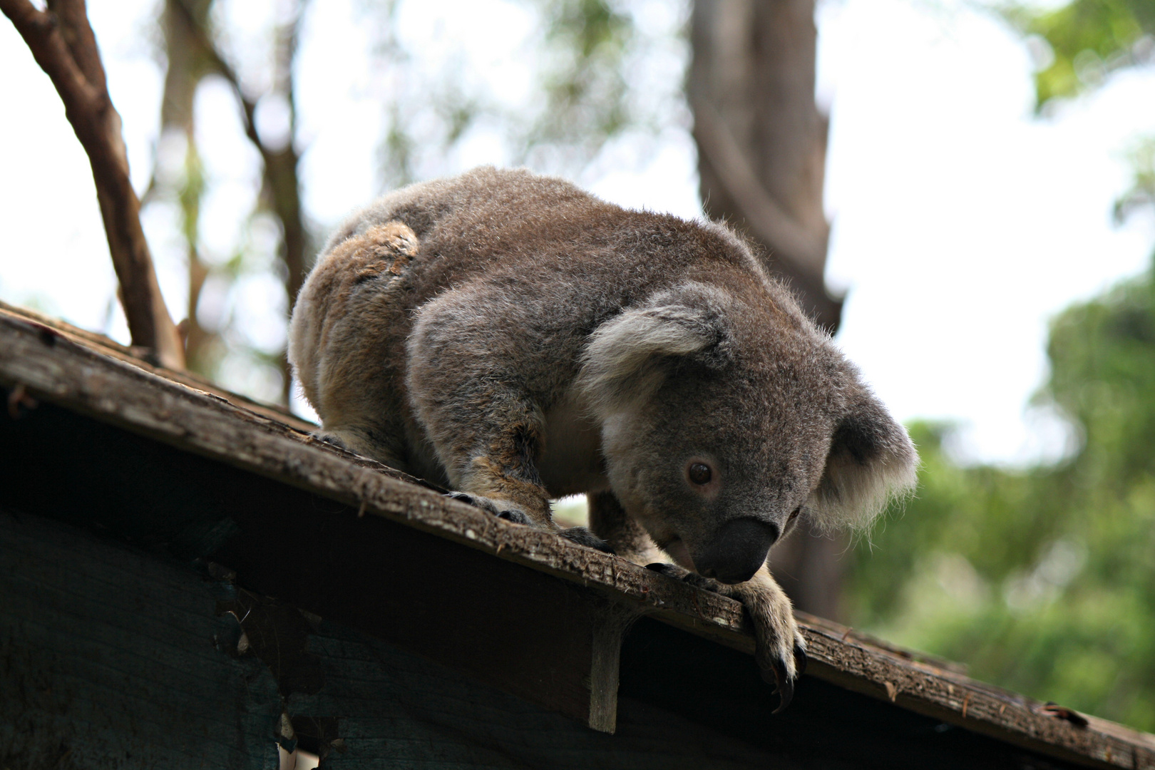 Der Koala auf dem Dach