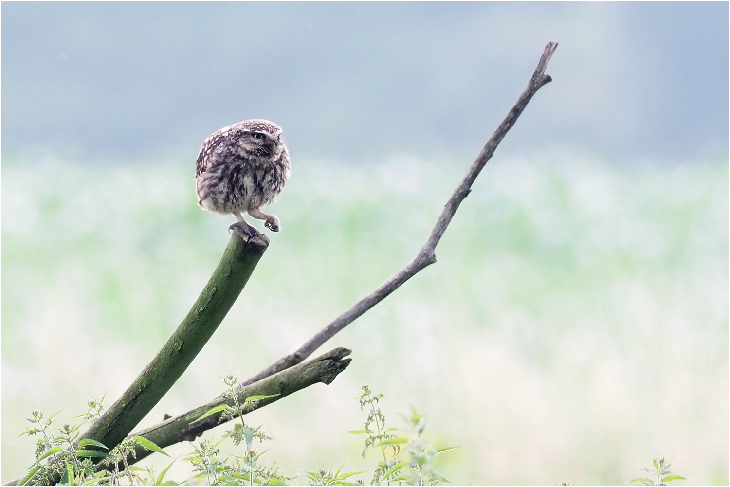 Der Kobold Foto & Bild tiere, wildlife, wild lebende vögel Bilder auf