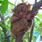 der Koboldmaki / Tarsier