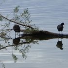 Der Kochelsee 3