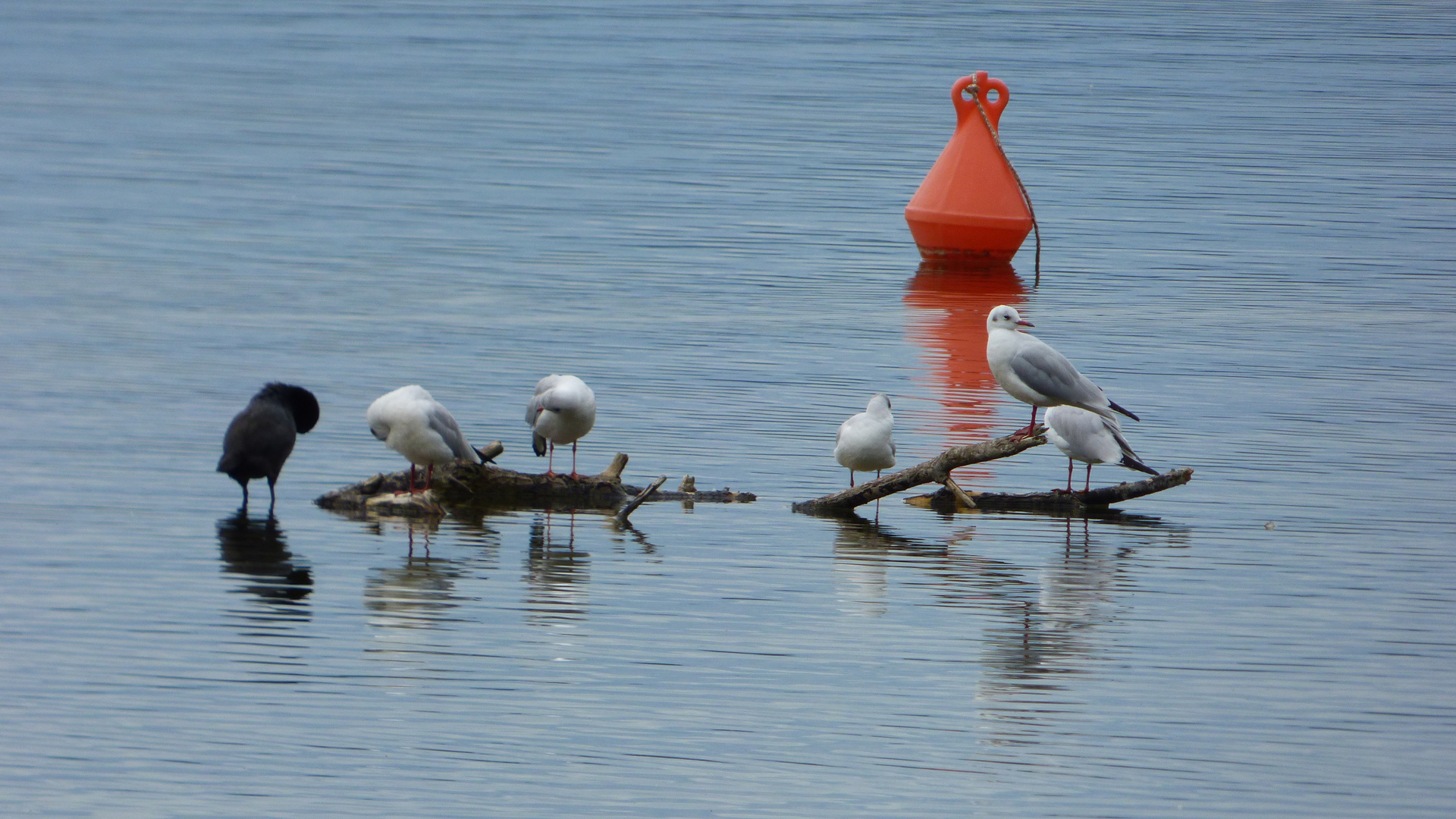 Der Kochelsee 4