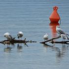 Der Kochelsee 4