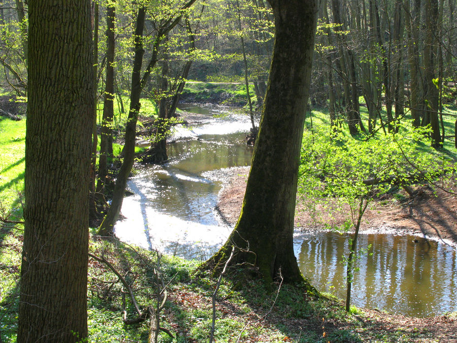 Der Köllerbach >> im zeitigen Frühjahr