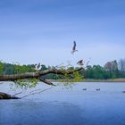 Der Kölpinsee in Kölpinsee