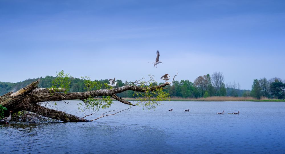 Der Kölpinsee in Kölpinsee