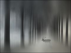 der König..