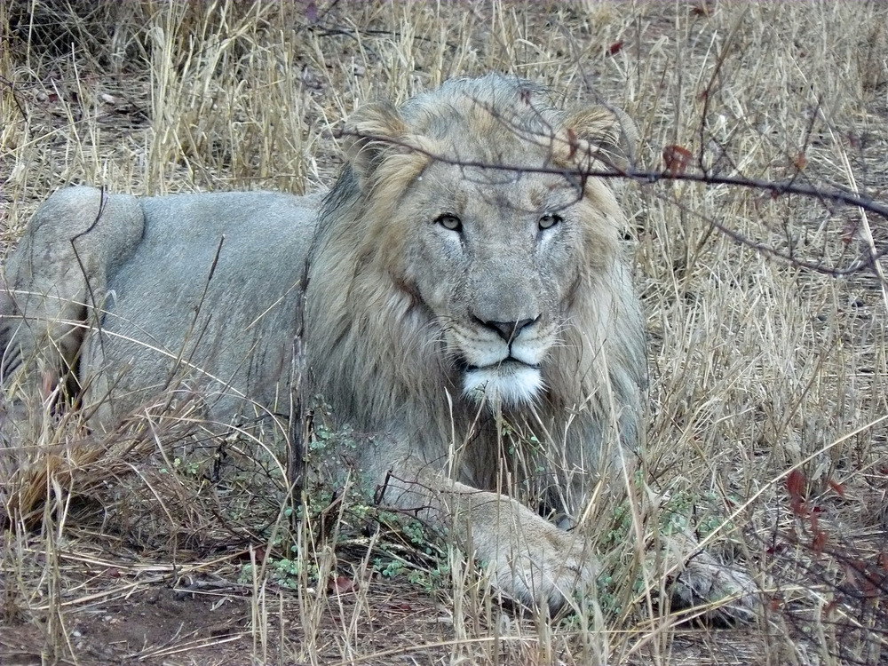 Der König