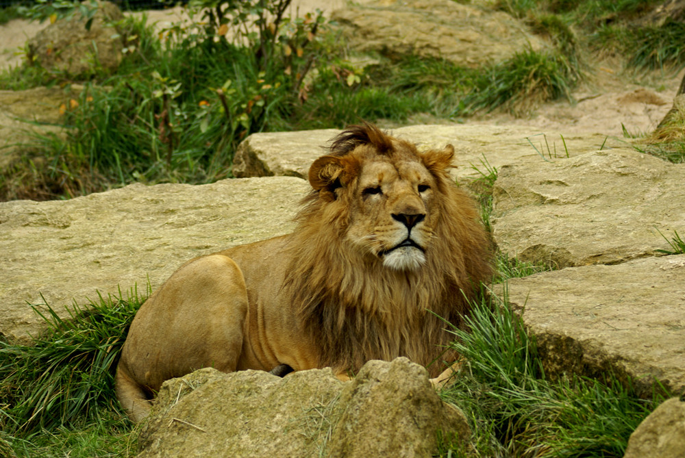 Der König