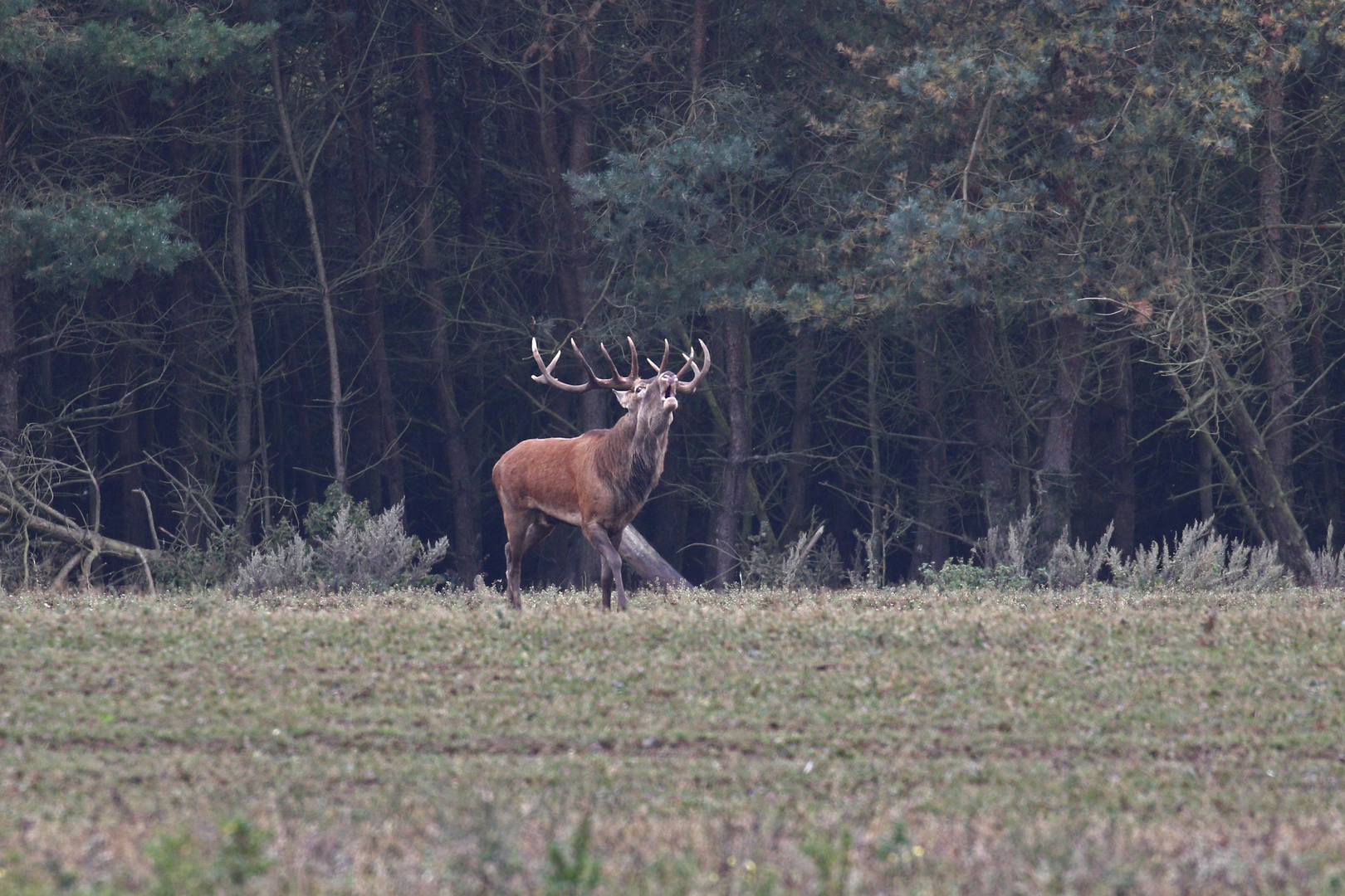 Der König