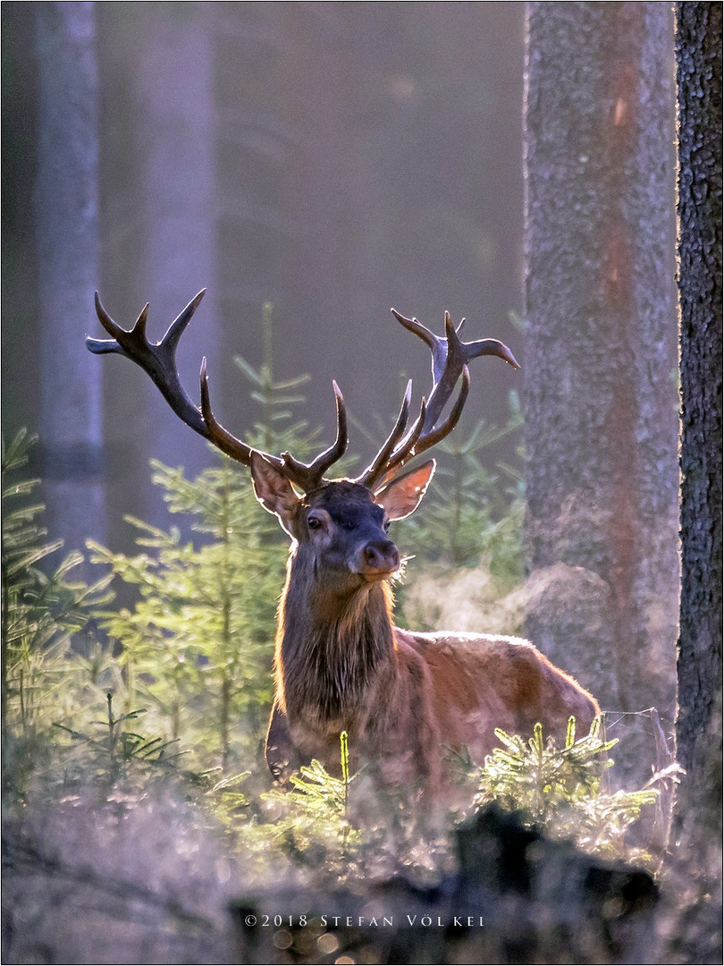 Der König