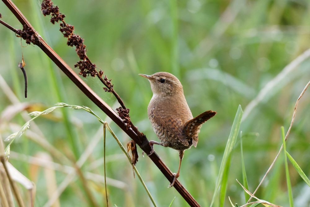 Der König Foto & Bild natur, tiere, vögel Bilder auf