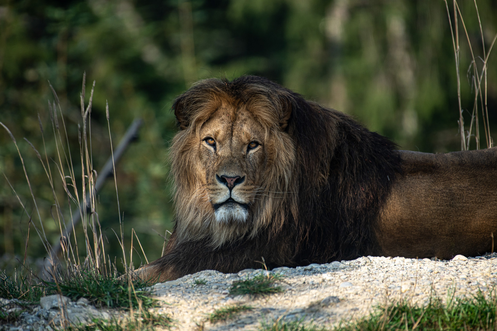 Der König