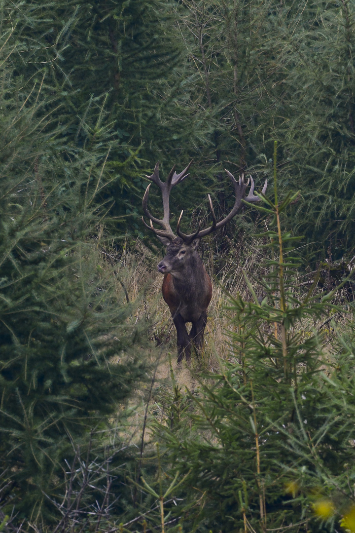 Der König