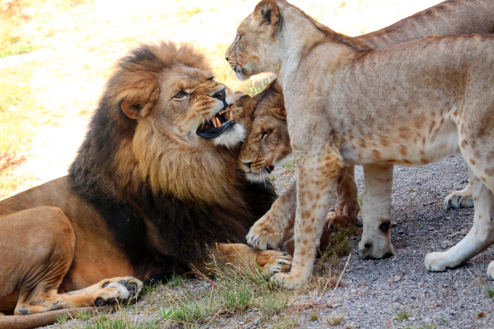 Der König als ein guter Vater