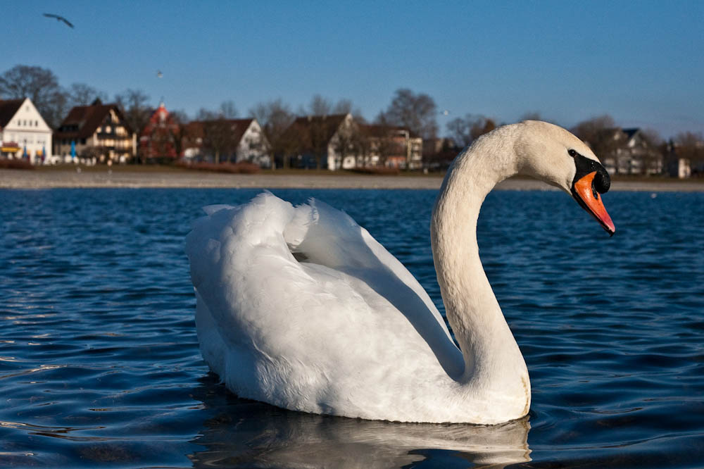 Der König am See