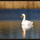 Der König auf dem See