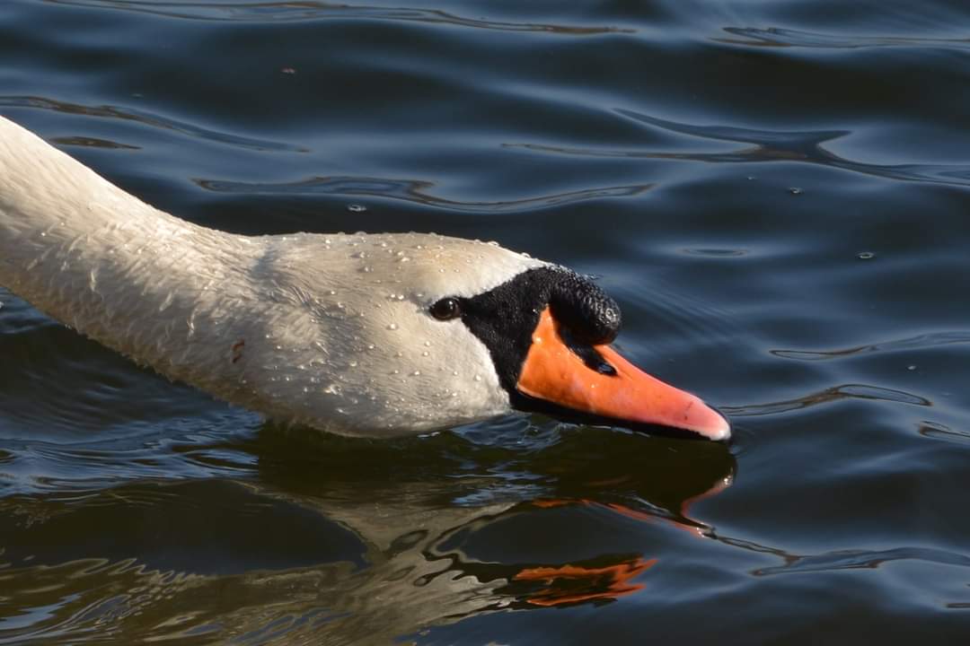 Der König auf dem Wasser