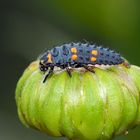 Der König auf der Blume 