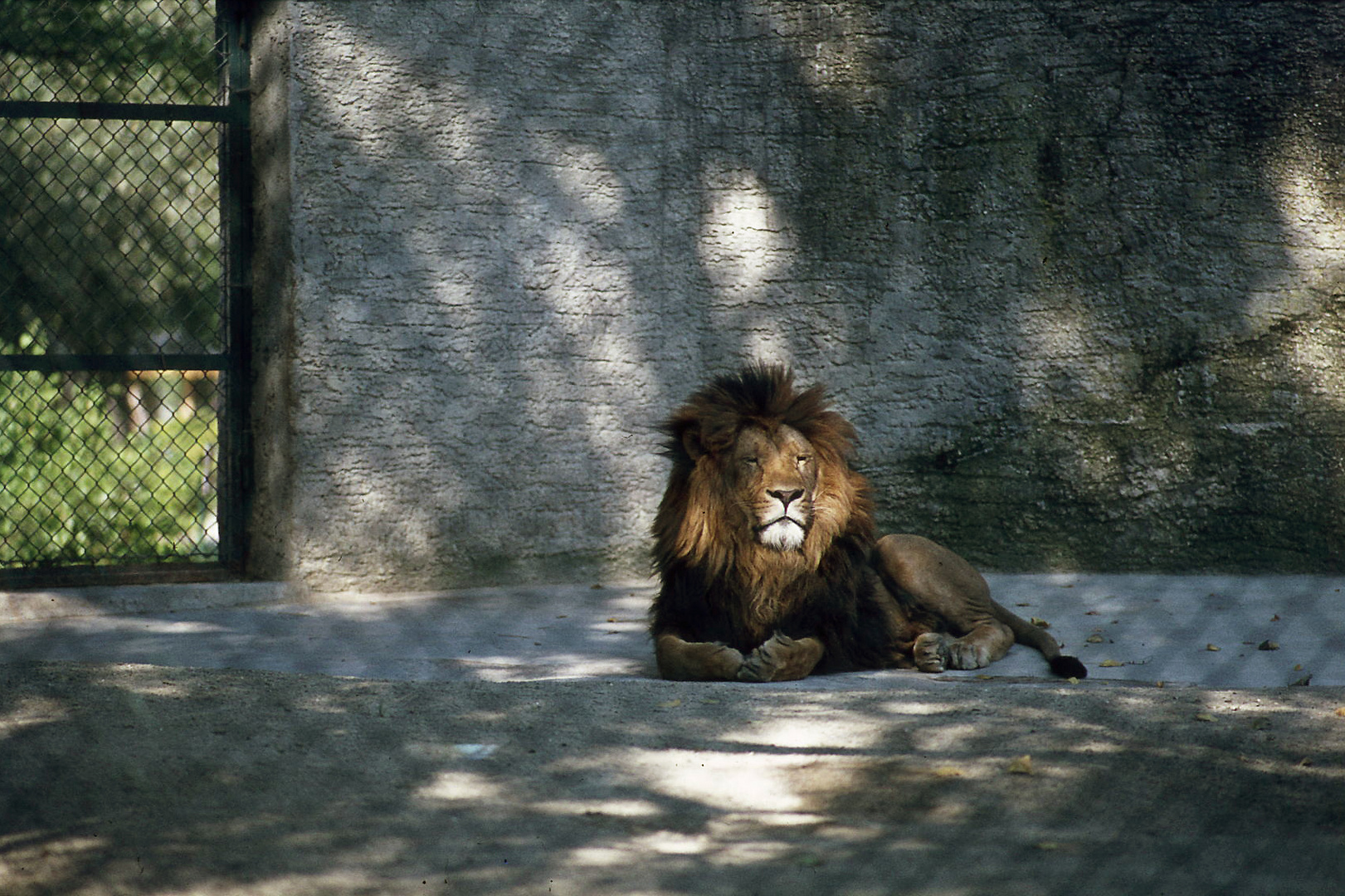 Der König