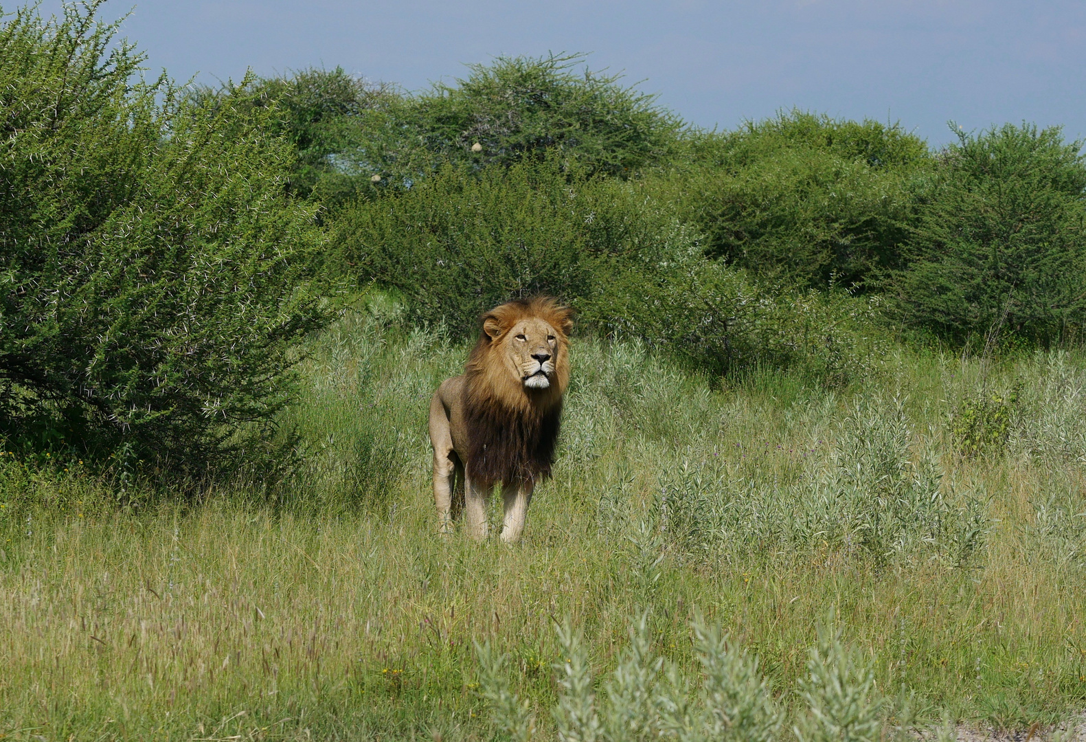 der König 