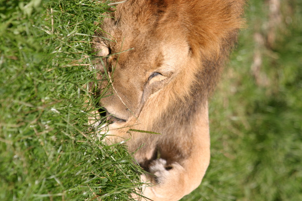 Der König