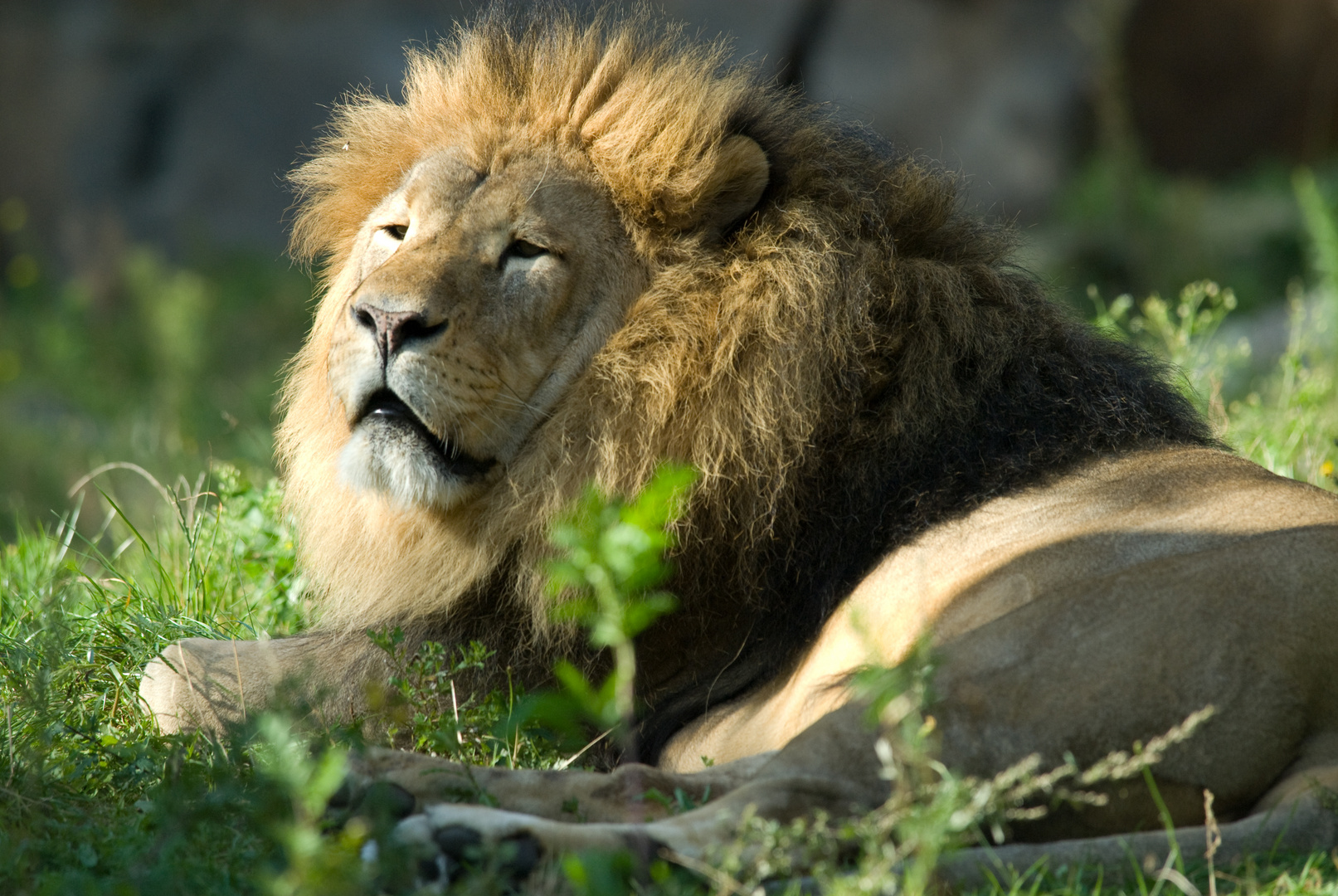 Der König bewacht sein Rudel