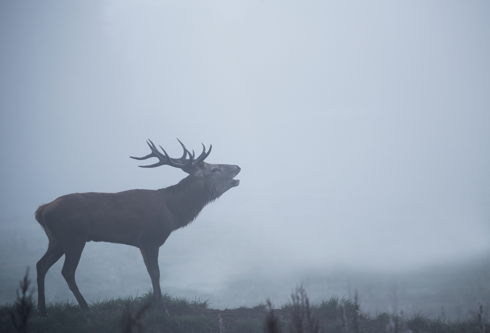 Der König 