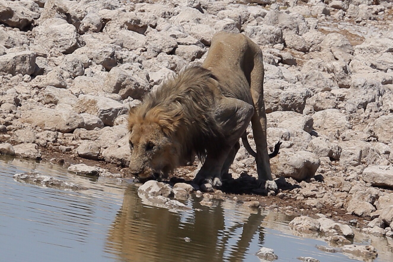 Der König