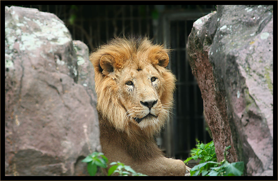 Der König...