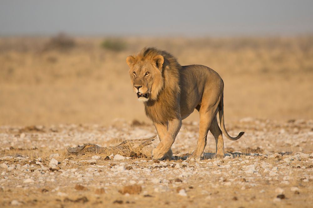 Der König